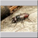 Astata boops - Wanzengrabwespe m02 10mm.jpg